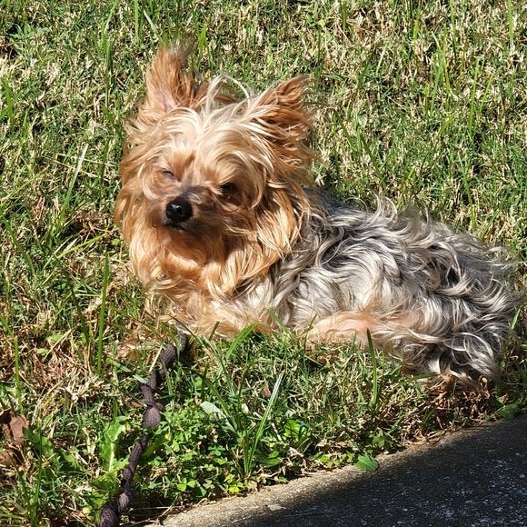 Meet your Posher, Lora - Picture 2 of 2